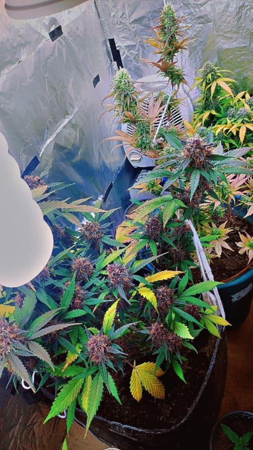 Sweet. Week 9