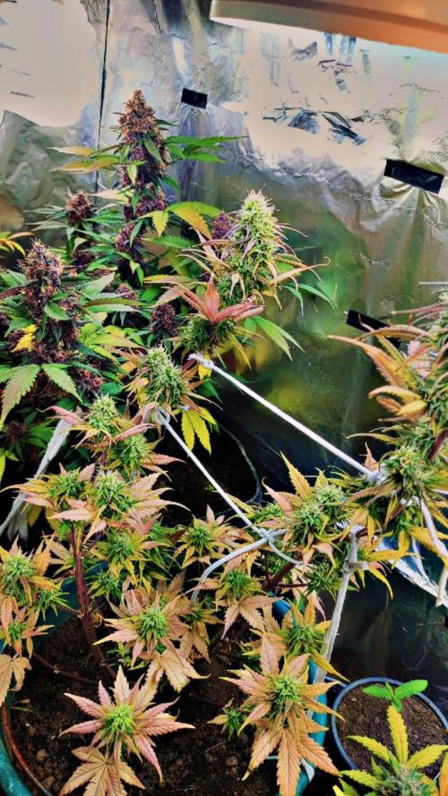 Sweet. Week 9