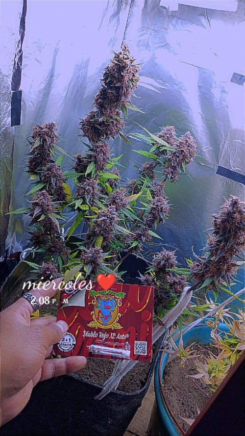Sweet. Week 10