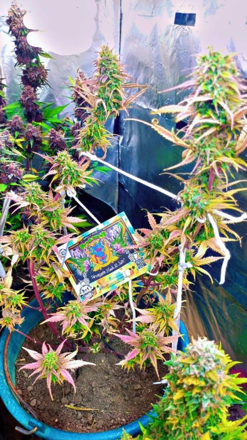 Sweet. Week 10