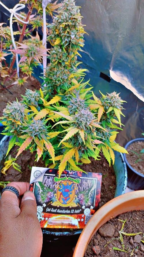 Sweet. Week 10
