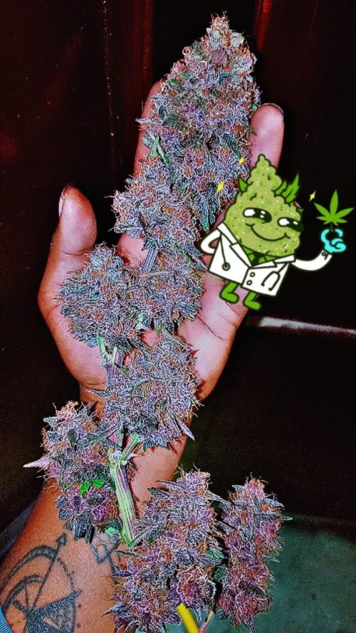 Sweet. Week 11