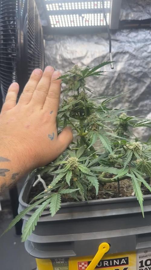 Grow 1