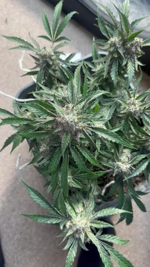Grow 1