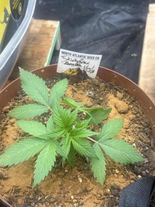 Sticky broccoli 2026 Eternity Grow Cup. Week 0 - 1 planted 1/13/26