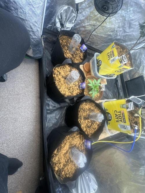 Sticky broccoli 2026 Eternity Grow Cup. Week 0 - 5 gal fabric x4 01/31/26