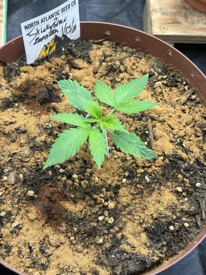 Sticky broccoli 2026 Eternity Grow Cup. Week 1