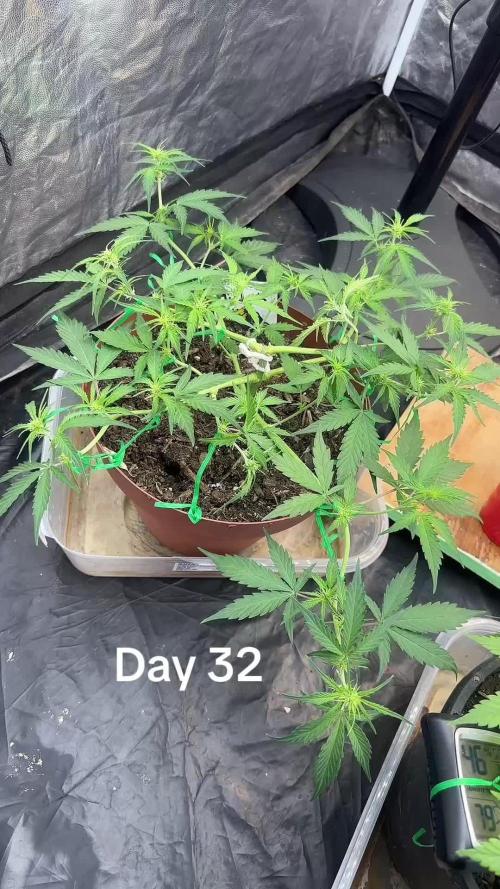 Hindu kush