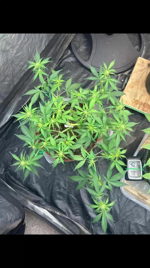Hindu kush