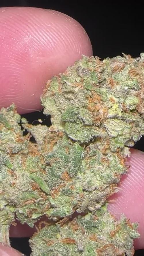 Hindu kush