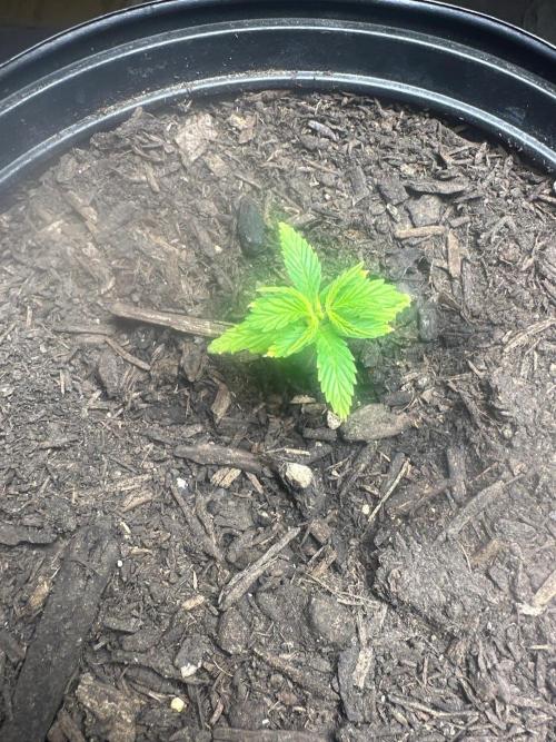 Fast Flower Photoperiods. Week 0