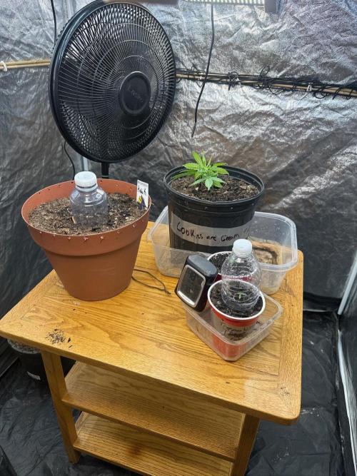 Fast Flower Photoperiods. Week 0