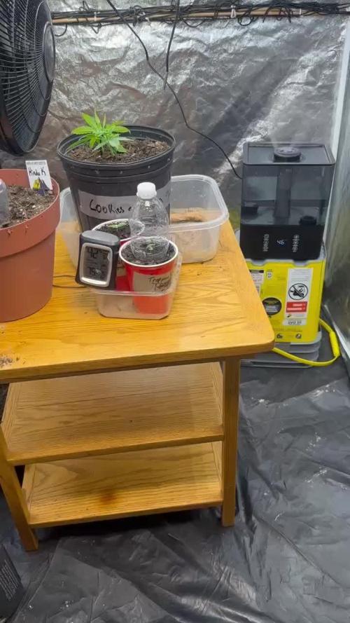 Fast Flower Photoperiods