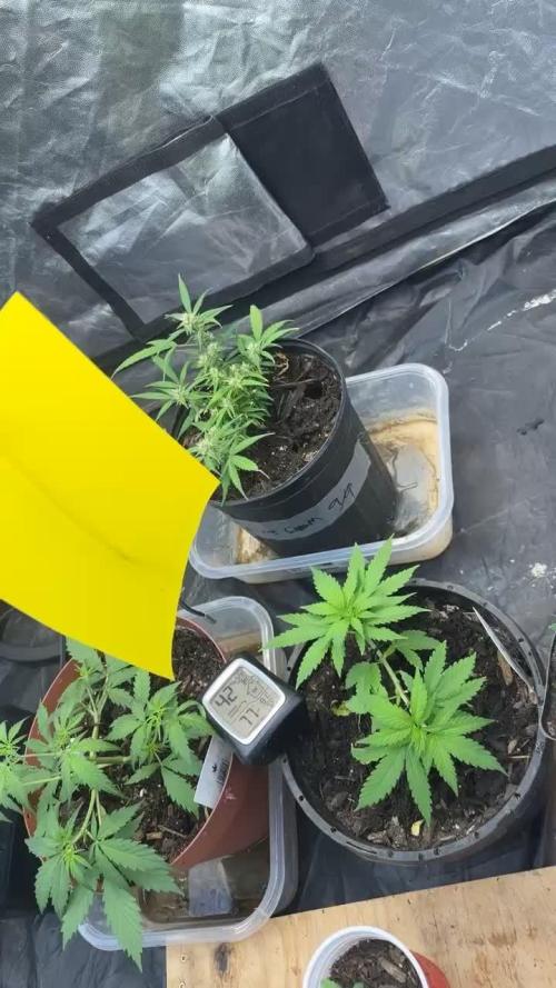 Fast Flower Photoperiods