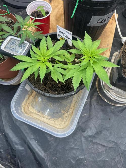 Fast Flower Photoperiods. Week 5