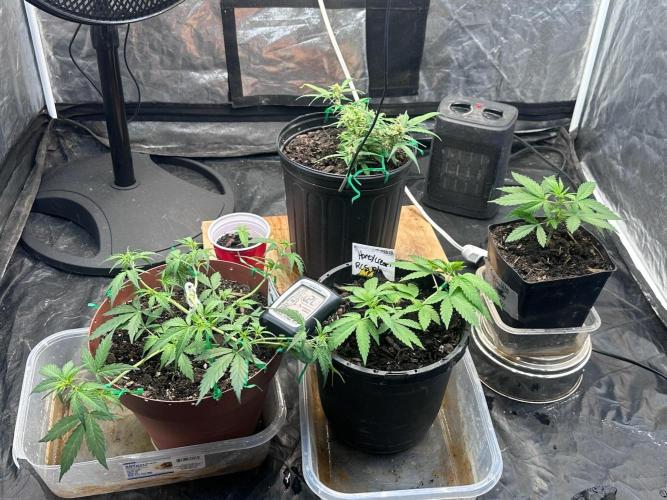 Fast Flower Photoperiods. Week 5