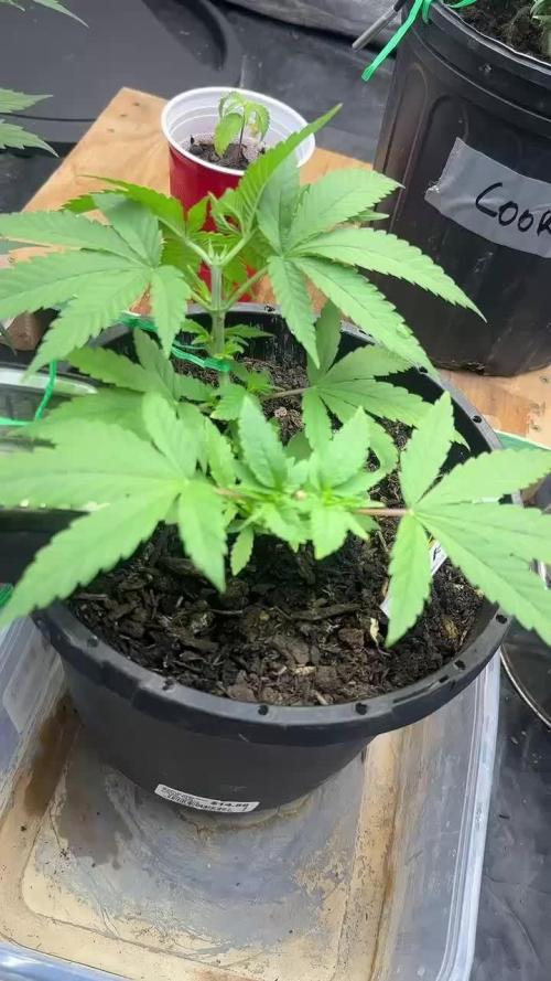 Fast Flower Photoperiods