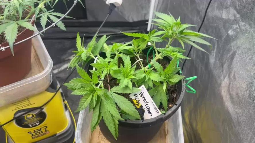 Fast Flower Photoperiods