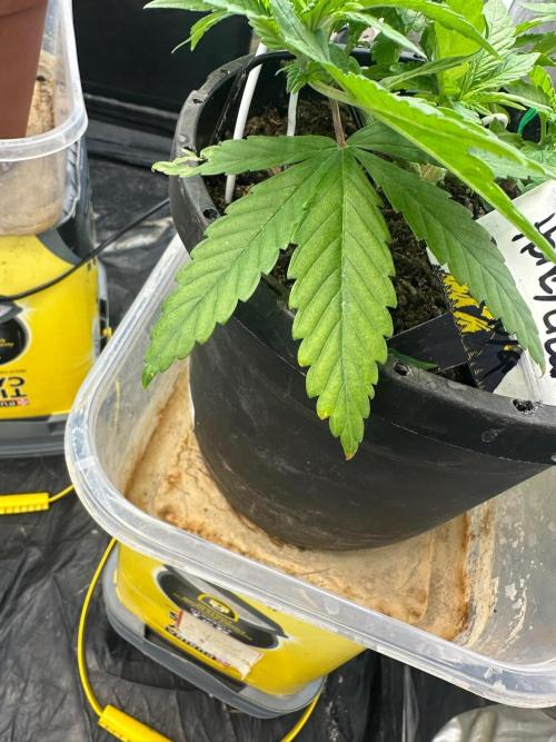 Fast Flower Photoperiods. Week 7