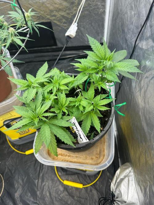 Fast Flower Photoperiods. Week 7