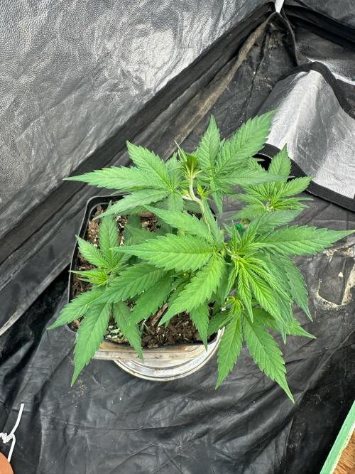 Fast Flower Photoperiods. Week 7