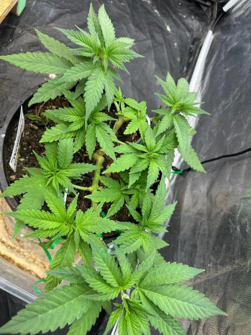 Fast Flower Photoperiods. Week 7