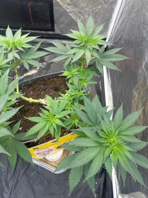 Fast Flower Photoperiods. Week 8