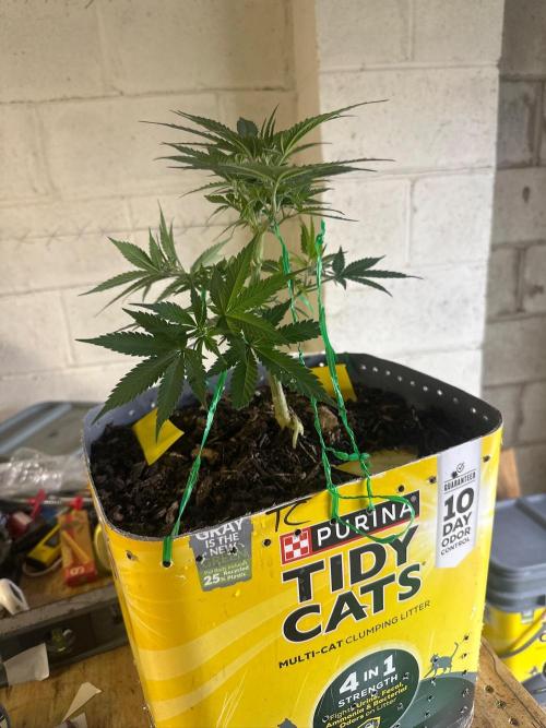 Fast Flower Photoperiods. Week 8