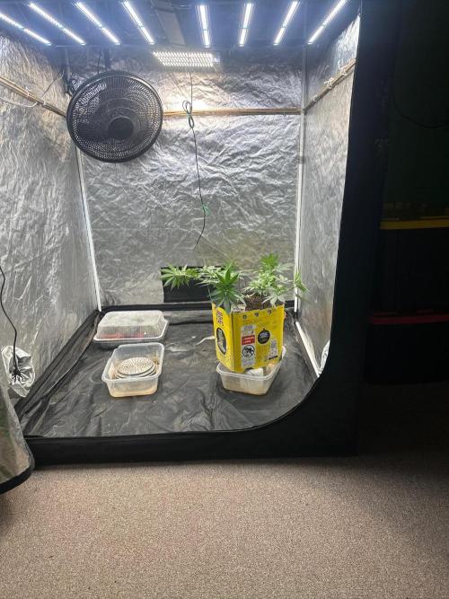 Fast Flower Photoperiods. Week 8