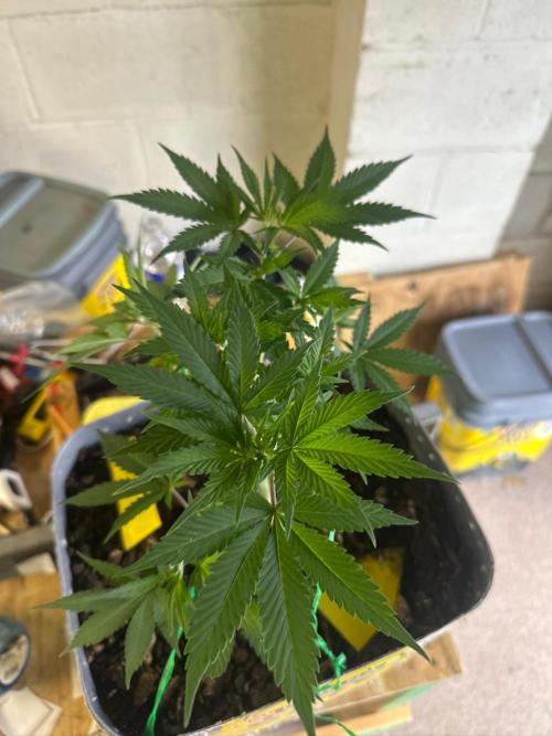 Fast Flower Photoperiods. Week 8
