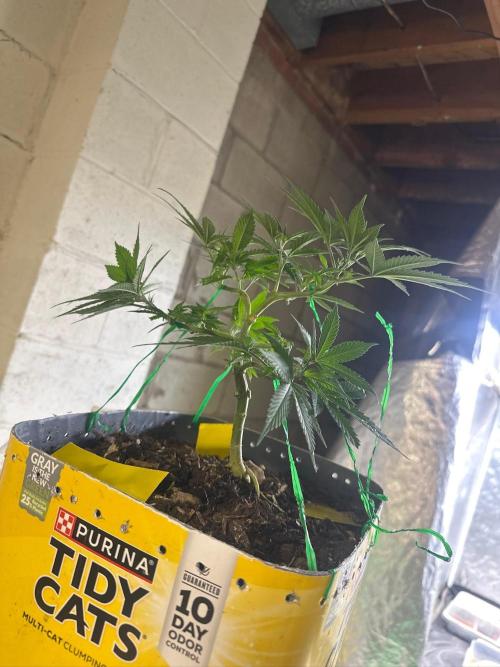 Fast Flower Photoperiods. Week 8