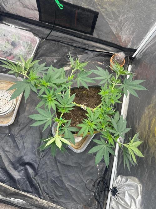 Fast Flower Photoperiods. Week 8