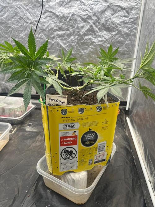 Fast Flower Photoperiods. Week 8