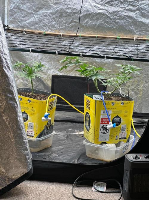 Fast Flower Photoperiods. Week 9