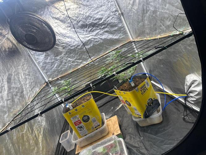 Fast Flower Photoperiods. Week 9