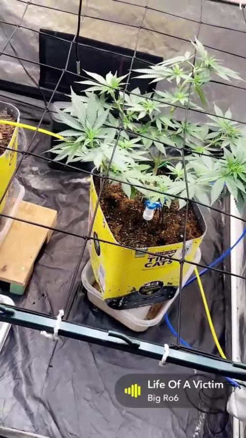 Fast Flower Photoperiods