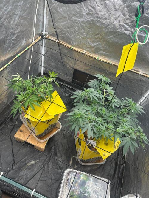 Fast Flower Photoperiods. Week 10