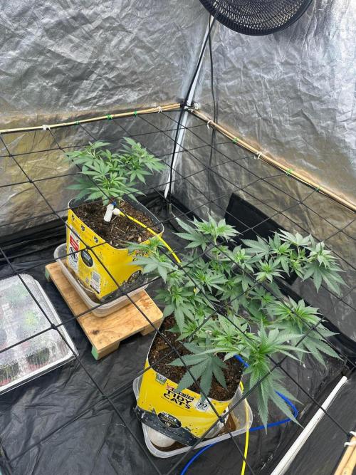 Fast Flower Photoperiods. Week 10