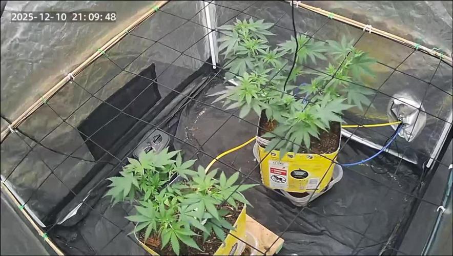 Fast Flower Photoperiods