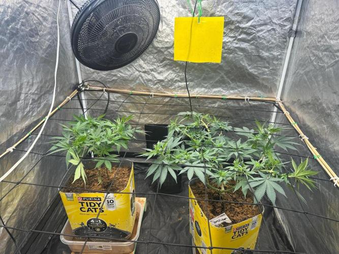 Fast Flower Photoperiods. Week 1