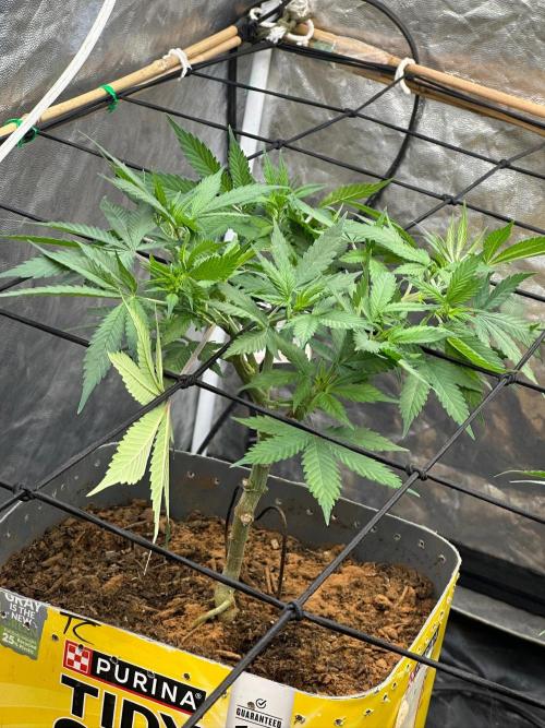 Fast Flower Photoperiods. Week 1