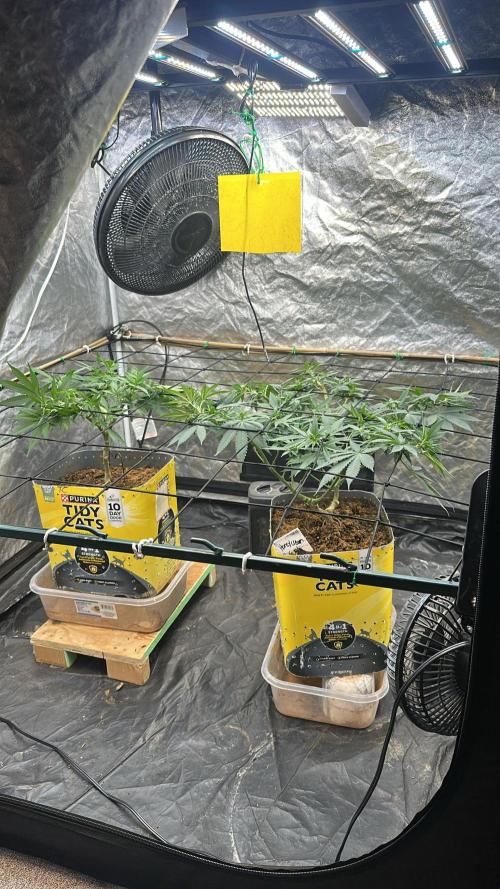 Fast Flower Photoperiods. Week 1