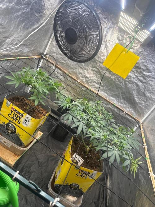 Fast Flower Photoperiods. Week 1