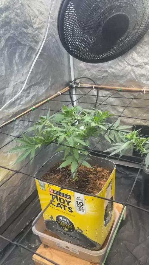 Fast Flower Photoperiods