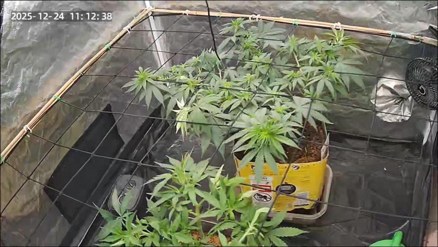 Fast Flower Photoperiods. Week 1