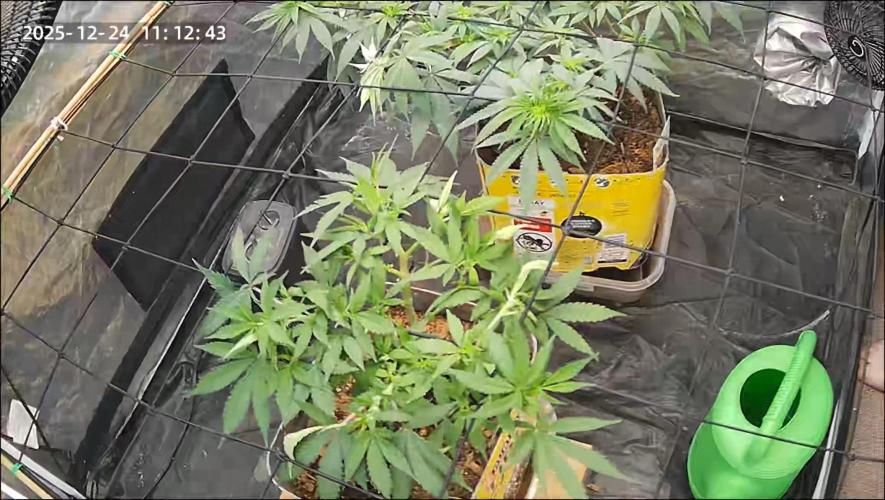 Fast Flower Photoperiods. Week 1