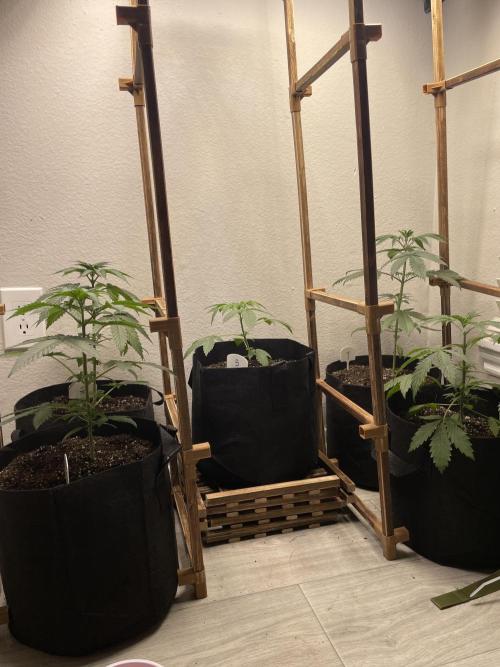 5 (GG4 X SOUR DIESEL) x Frozen Grapes. Week 5