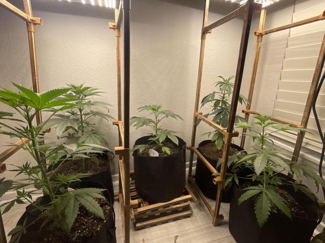 5 (GG4 X SOUR DIESEL) x Frozen Grapes. Week 6