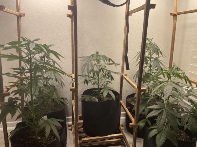 5 (GG4 X SOUR DIESEL) x Frozen Grapes. Week 7