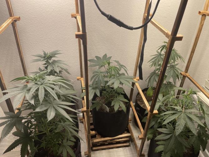 5 (GG4 X SOUR DIESEL) x Frozen Grapes. Week 7